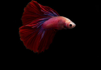 Fototapeta premium siamese fighting fish
