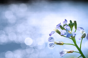 スズシロの花、大根は意外に可愛らしく可憐な花が咲きます