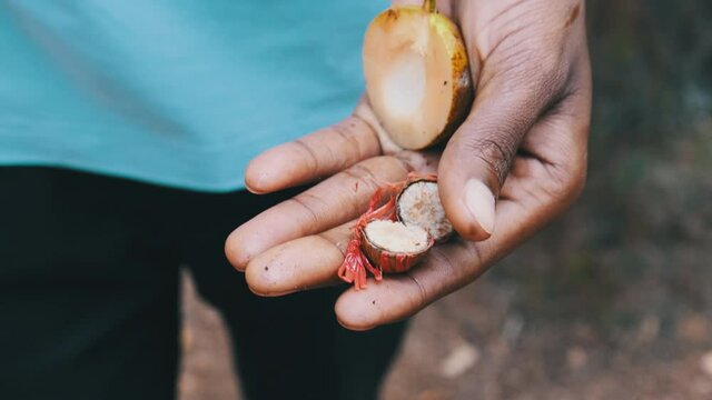 Nutmeg in African hand. Nutmeg in nature. Nutmeg comes from the Myristica fragrans tree indigenous to the Spice Island of Zanzibar. It is used for making spices. Raw whole nutmeg seeds. Tanzania.