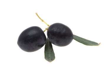 olives on a branch isolated