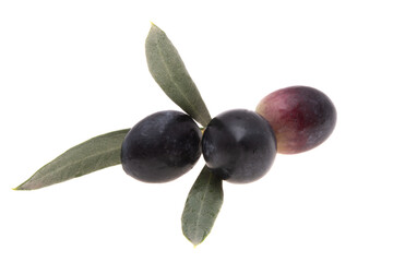 olives on a branch isolated