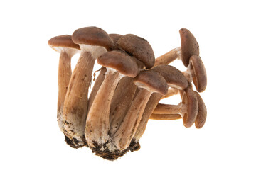 honey mushrooms isolated