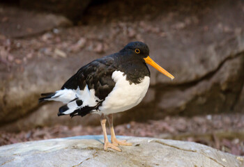 Oyster-catcher.
It is a large sandpiper with a long orange beak and black and white contrasting plumage.