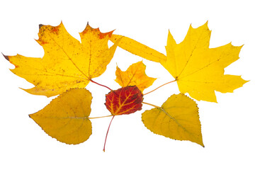 autumn leaves isolated