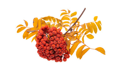 bunch of rowan berries isolated