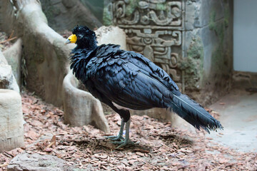 Black (crested) curassaw.
  It is a large bird, almost the size of a turkey, found in South America and related to tropical chicken birds. On the head is a large crest of feathers.