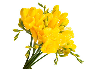 yellow freesia flowers isolated - obrazy, fototapety, plakaty