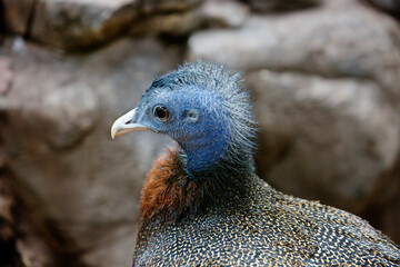 Great argus pheasant.
  Amazing, incredibly beautiful birds that are a cross between pheasants and peacocks. The feathers on the back of the bird are brown-gray with white dots. Argus is widespread in