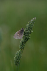 The Small Heath butterfly on a plant in nature