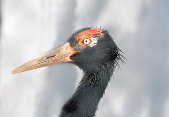 Black necked crane.
  The black-necked crane is an inhabitant of the Tibetan Highlands. The bird nests in the Chinese province of Qinghai, located in the western part of China.