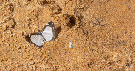 A black and white Butterfly in the Chapada dos Guimaraes Nationalpark in Mato Grosso, Brazil