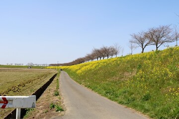 堤防沿いの道　春　風景