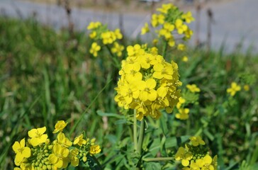 野原の菜の花　風景