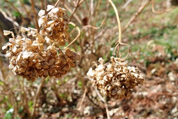 春　アジサイの花　ドライ　終焉