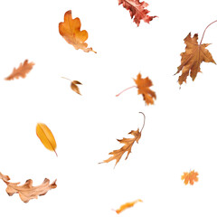 Falling autumn leaves on white background