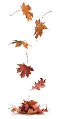 Falling autumn leaves on white background