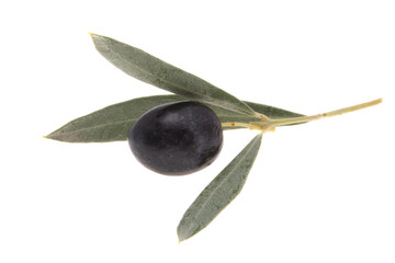olives on a branch isolated