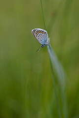 Common blue butterfly in nature, close up