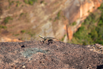 A Lizard (Tropidurus sp.) sitting on a stone close to Chapada dos Guimaraes in Mato Grosso, Brazil