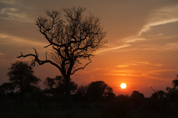 Sunset with a dead tree silhouette
