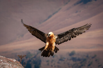 Bearded Vulture