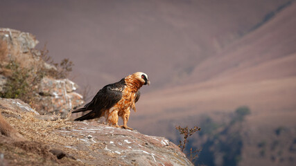Bearded Vulture