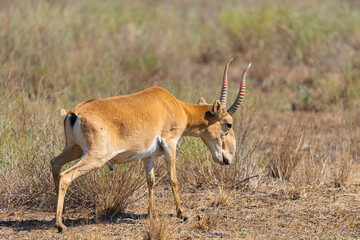 Male Saiga antelope or Saiga tatarica