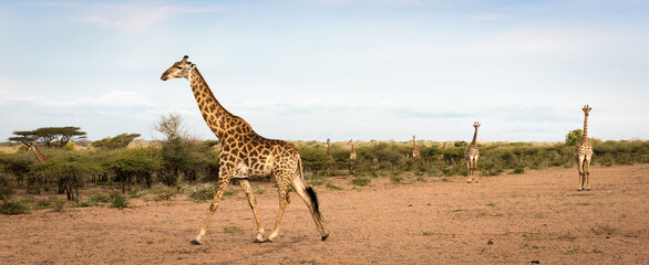 Giraffe in the African Savanna