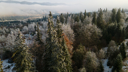 forest mountains pine needles beautiful landscape