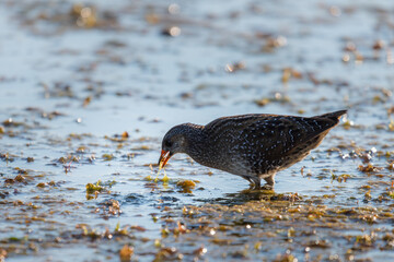 Spotted Crake or Porzana porzana bird