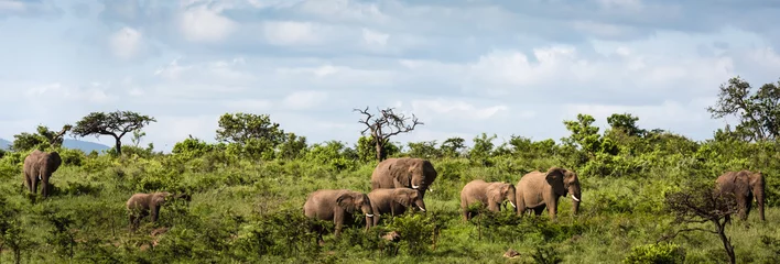 Fotobehang Herd of elephant in the late afternoon sun © Matthew