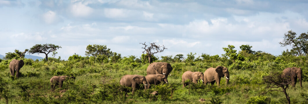 Herd of elephant in the late afternoon sun