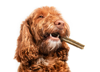 Dog with dental chew bone in mouth. Happy  Labradoodle dog with long stick to the side, like a cigarette. White teeth and fangs visible. Concept for dental health treats for dogs. Selective focus.