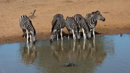 Fototapeta na wymiar Herd of zebra drinking at a waterhole