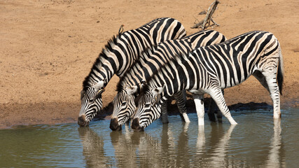 Fototapeta na wymiar Profile of zebra drinking at a waterhole