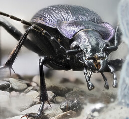 Dunkelblauer Laufkäfer (Carabus intricatus)