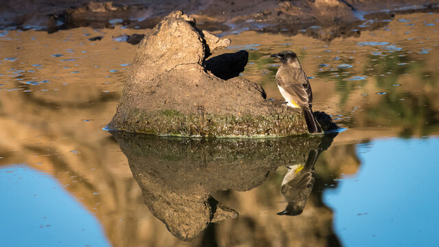 Dark Capped Bulbul