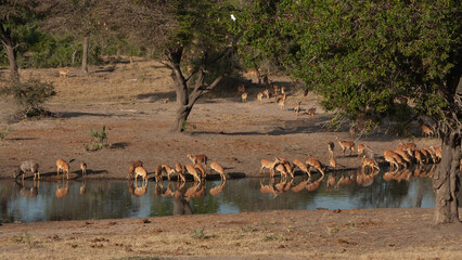 Herd of Impala drinking water at a waterhole in the late afternoon sun.