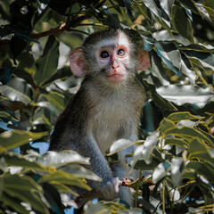 Portrait of young vervet monkey