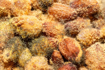 The background is mold on pine nuts macro.