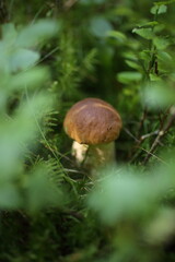 Cep Mushroom Growing in Autumn Forest. Boletus growing under the tree.
