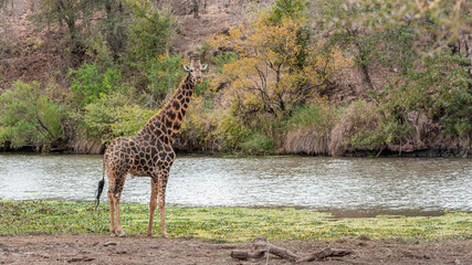 Giraffe standing alone