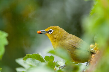 Cape White Eye