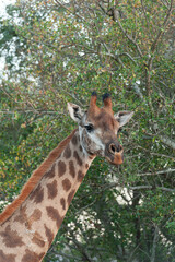 Portrait of a giraffe