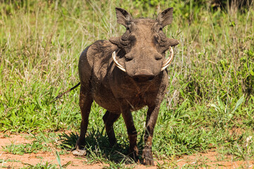 Warthog male in a challenging stance