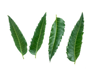 Neem leaf isolated on white background