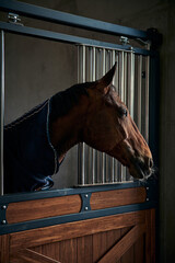 Portrait of young bay horse staying in a modern stable