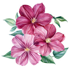 Watercolor pink clematis flowers on an isolated white background. Hand painted botanical illustration.