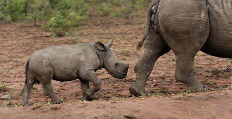 Obraz premium white Rhinocerous and calf