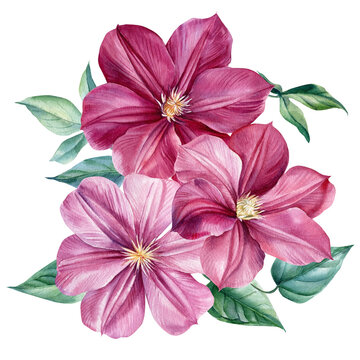 Watercolor pink clematis flowers on an isolated white background. Hand painted botanical illustration.